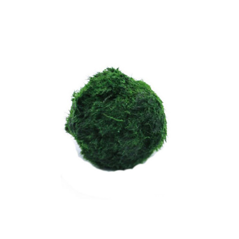 Aquarium Plant Rings - Marimo Moss Balls Live Aquarium Plant