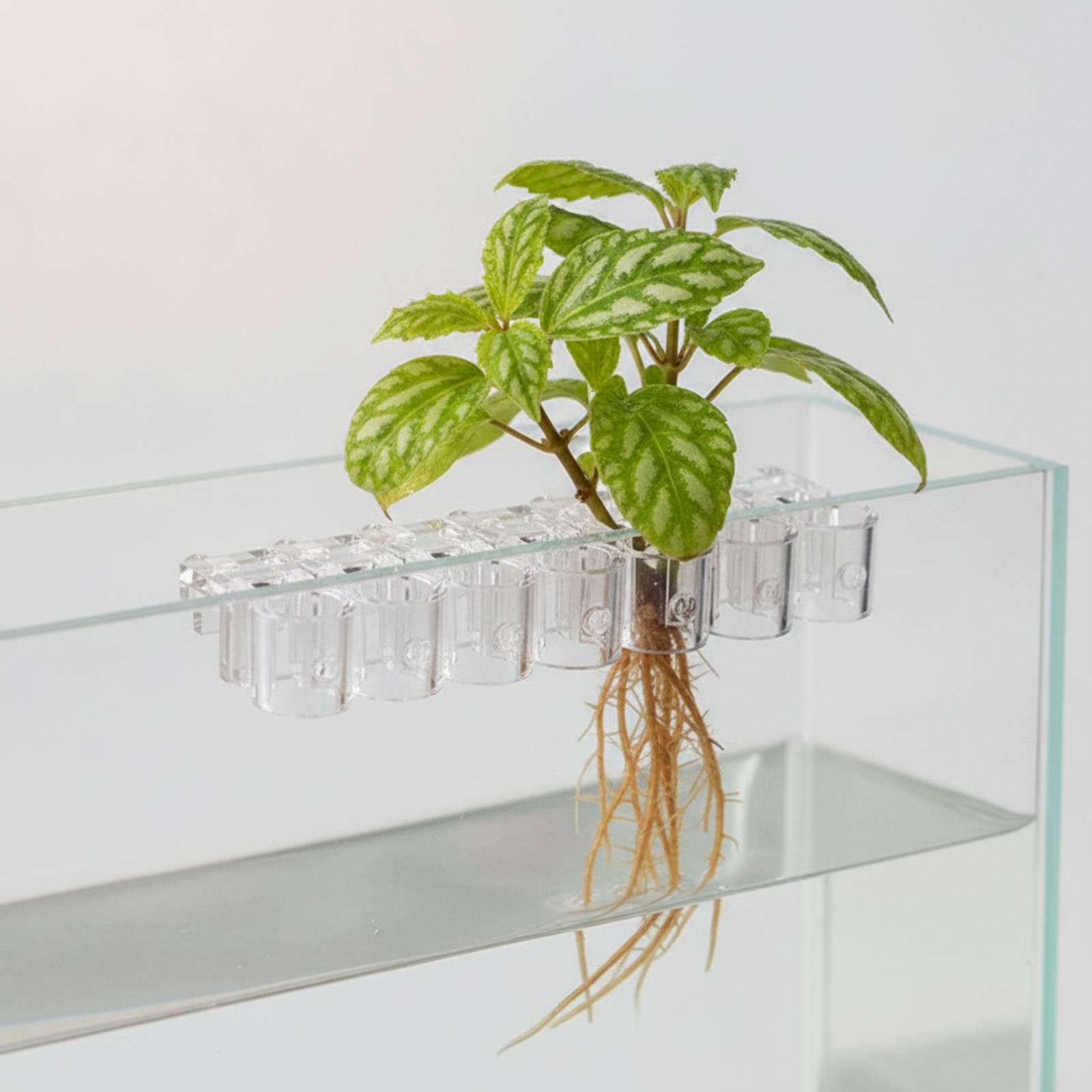 6 Pieces Aquarium Planter Clea - Aquarium Planted Plants ulasan dan harga