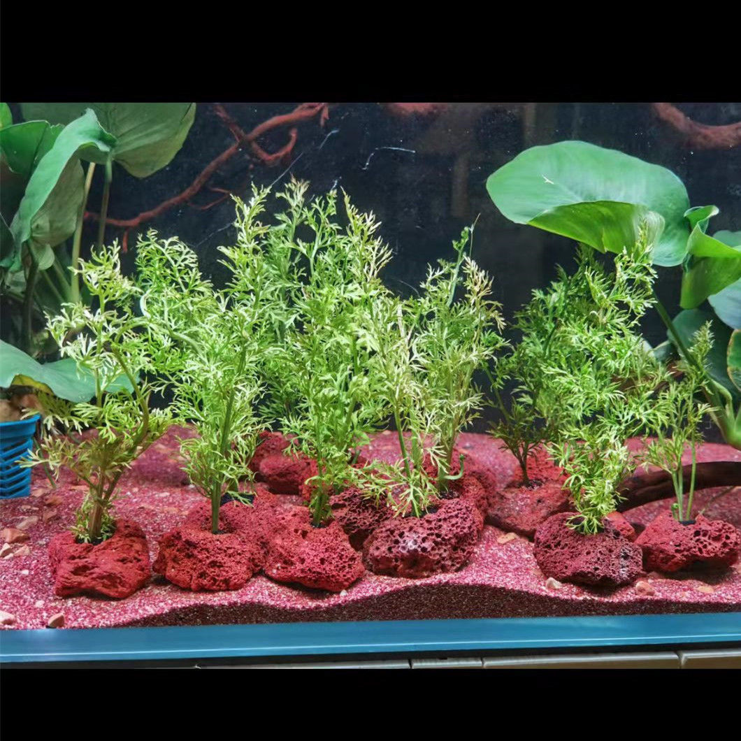 Open Hole Rock Fish Shrimp She - Planted Aquarium With Rocks ulasan dan harga