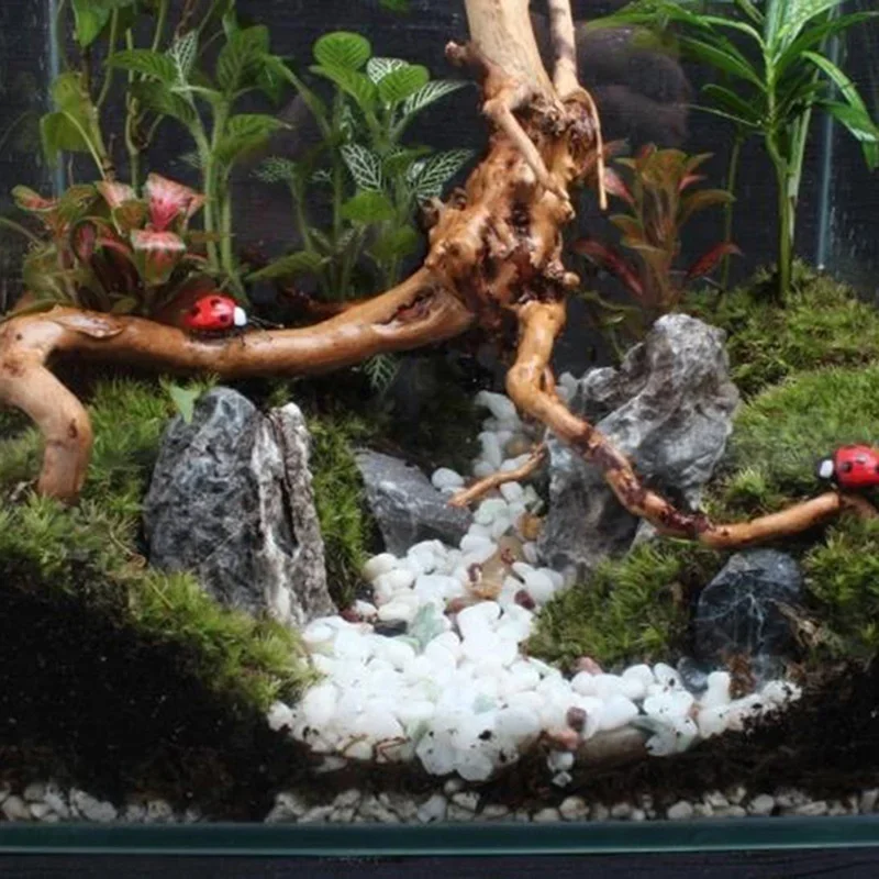 Natural Tree Trunk Driftwood A - Aquarium Plant Rings ulasan dan harga