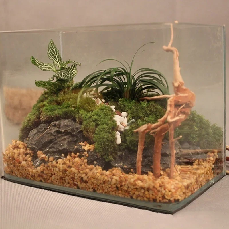 Natural Tree Trunk Driftwood A - Aquarium Plant Rings ulasan dan harga