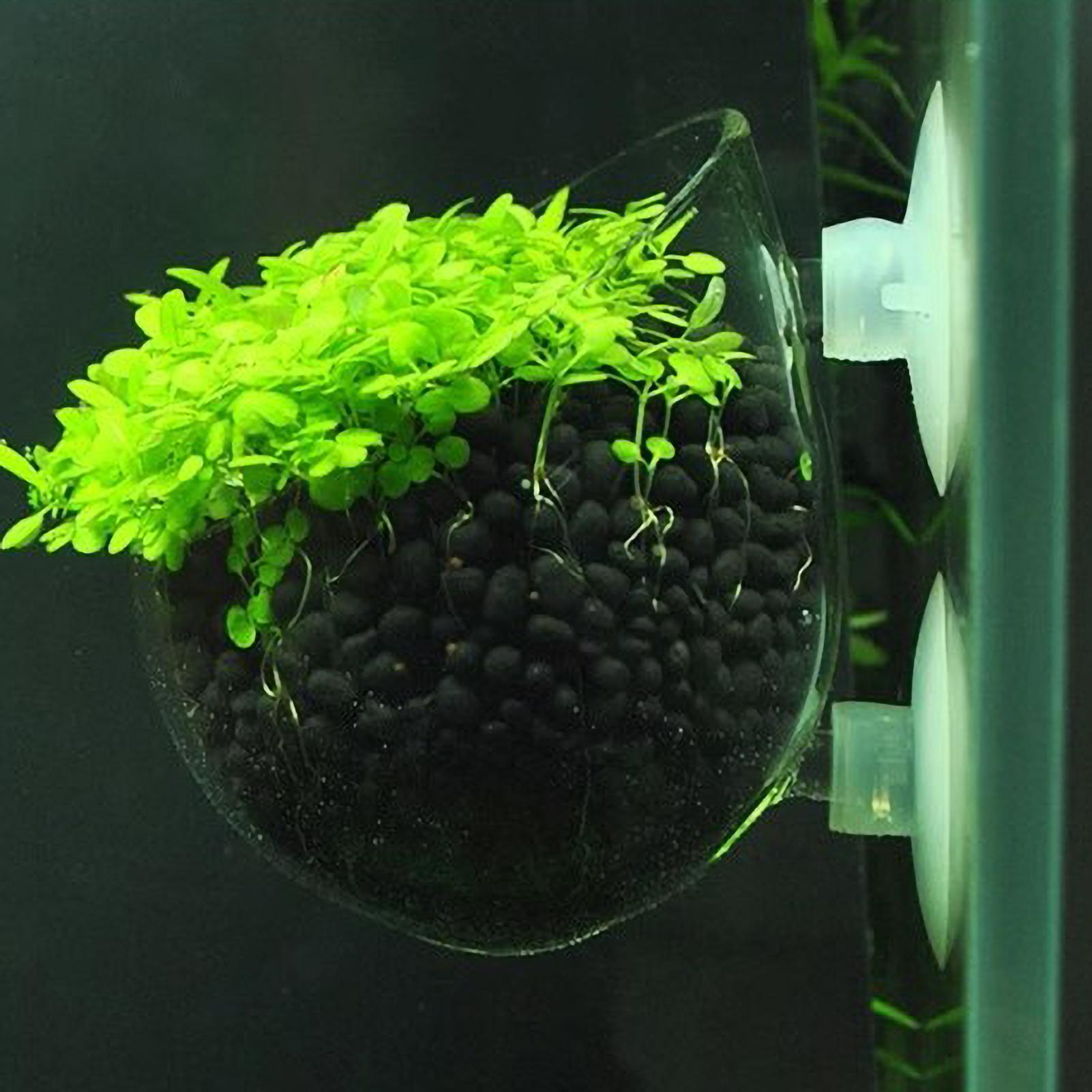 Aquarium Plant Holder Glass Aq - Planted Aquarium Media ulasan dan harga