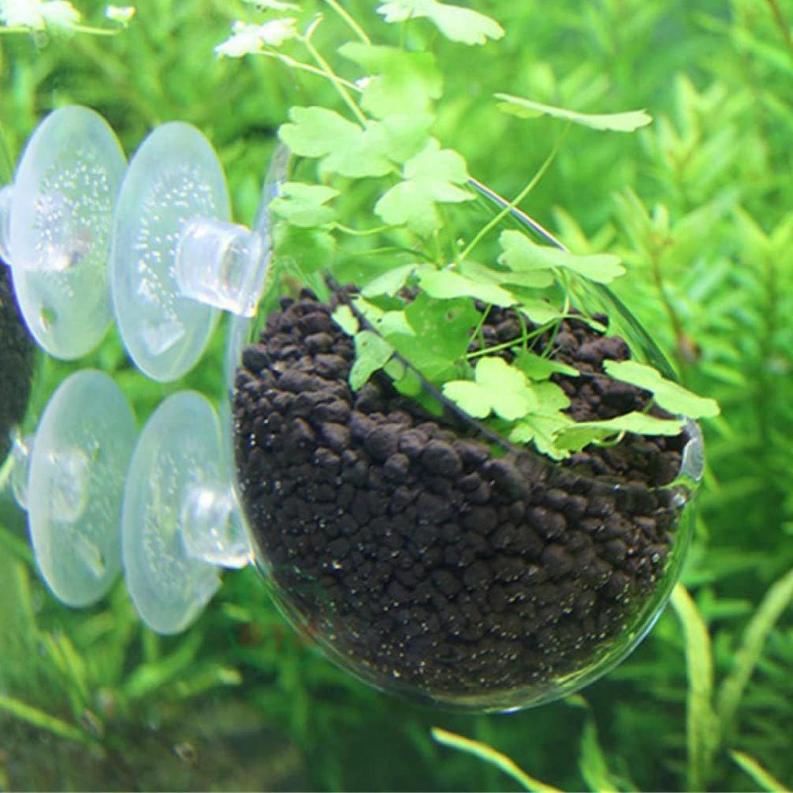 Aquarium Plant Holder Glass Aq - Planted Aquarium Media ulasan dan harga