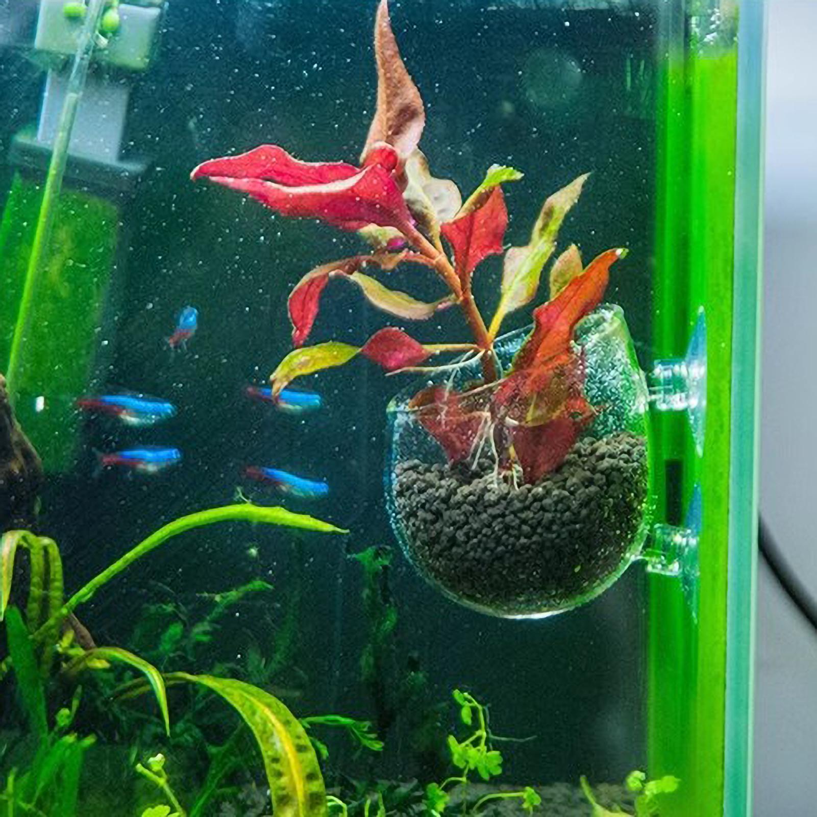 Aquarium Plant Holder Glass Aq - Planted Aquarium Media ulasan dan harga
