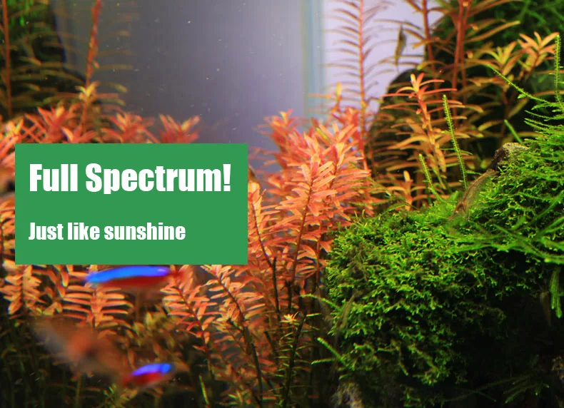 Chihiros C Series ADA Style Pl - Aquarium Plant Growing ulasan dan harga