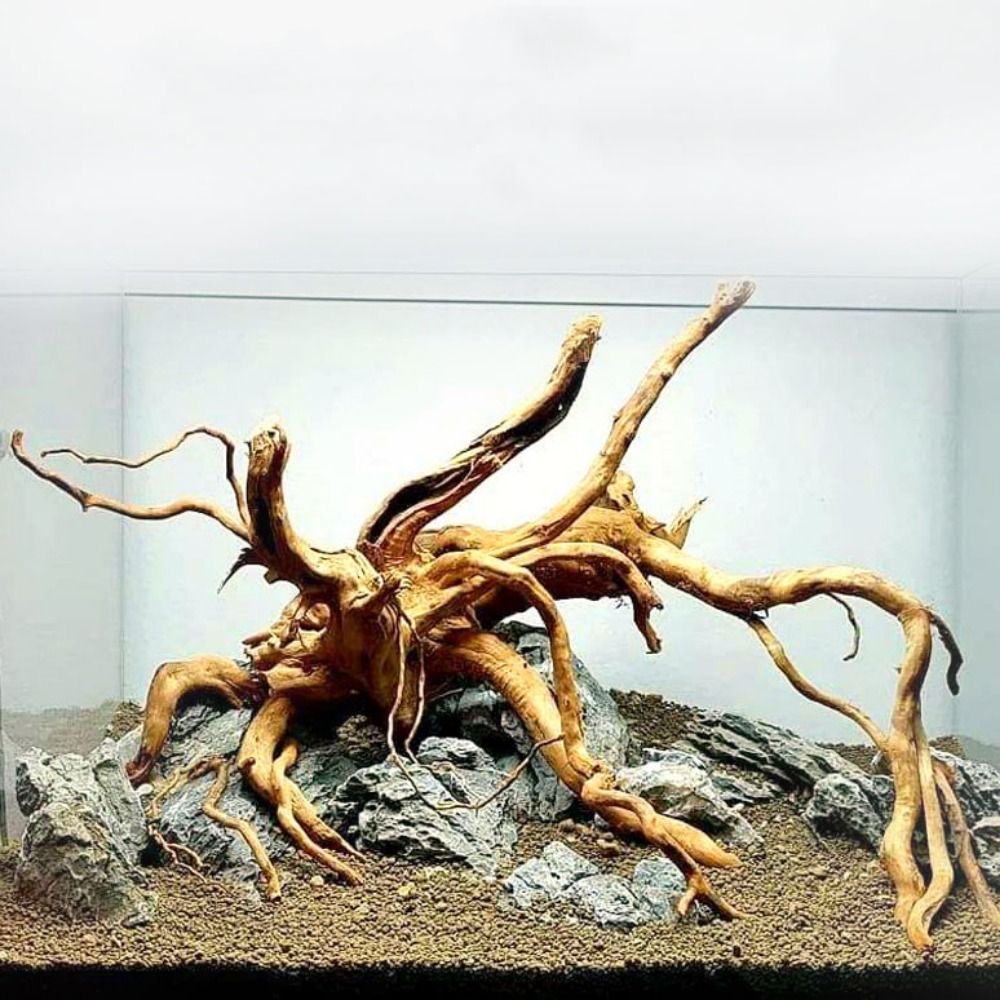 Natural Tree Trunk Aquarium De - Planted Aquarium Media ulasan dan harga