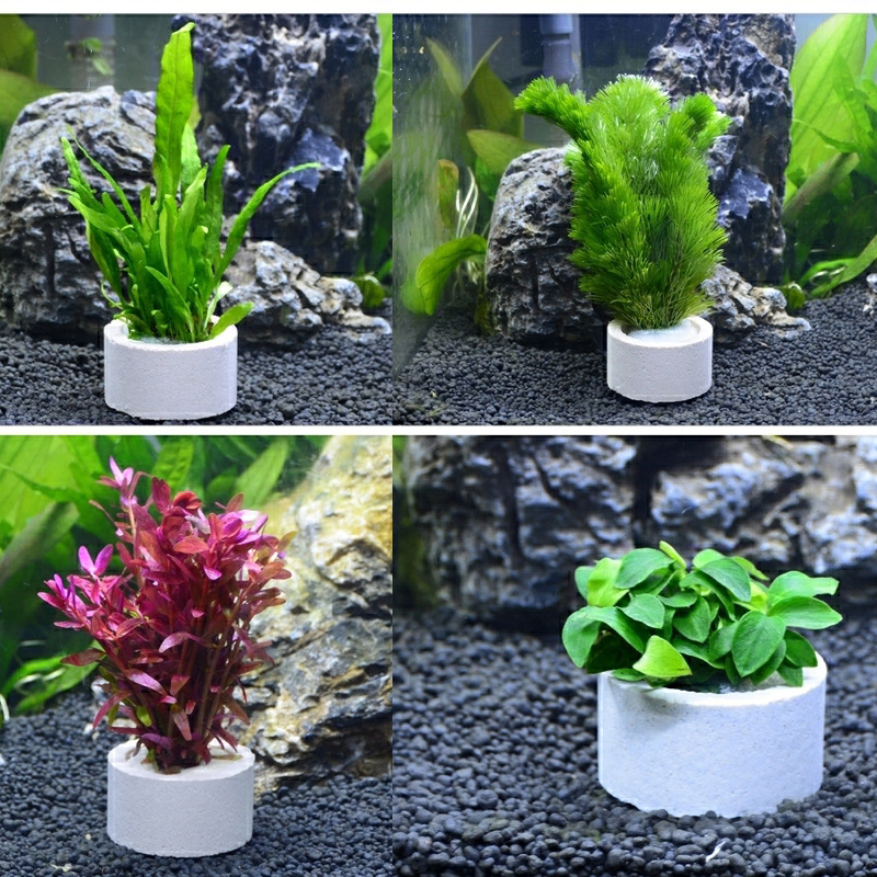 Aquarium Decoration Ceramic Ri - Aquarium Plant Rings ulasan dan harga