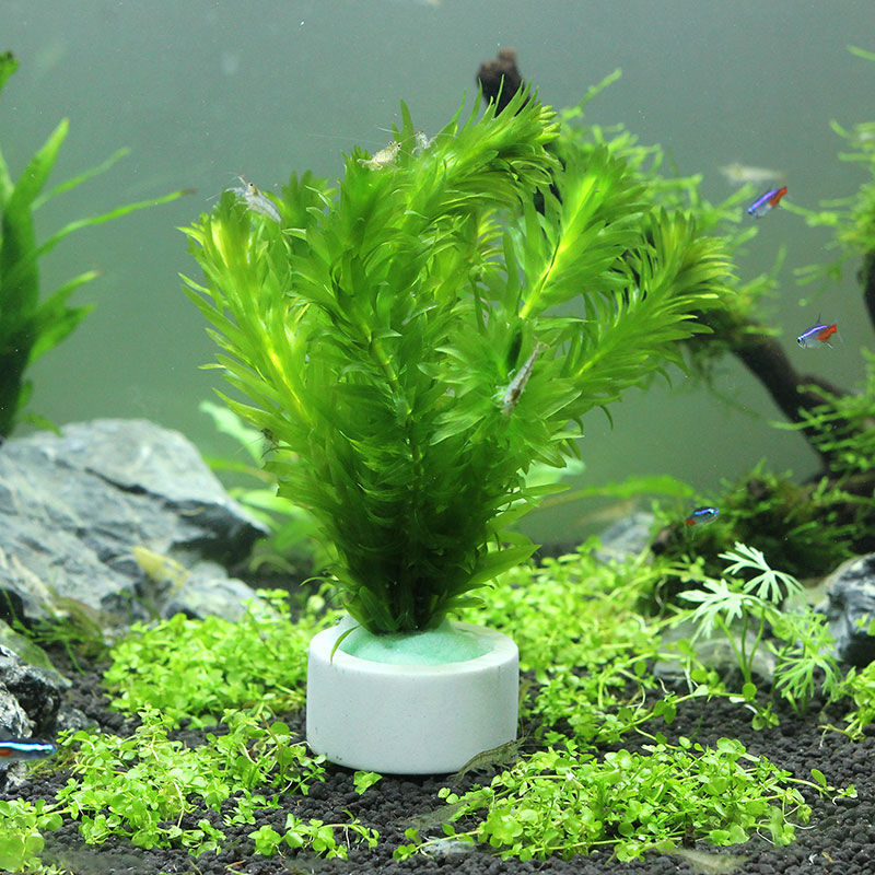 Aquarium Decoration Ceramic Ri - Aquarium Plant Rings ulasan dan harga