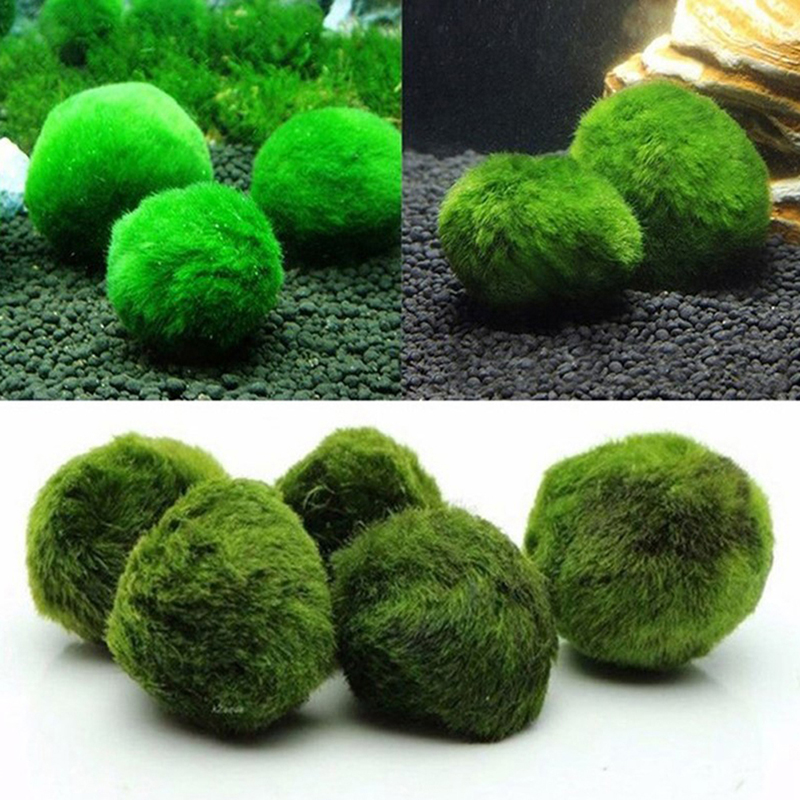 Marimo Moss Balls Live Aquariu - Aquarium Plant Rings ulasan dan harga