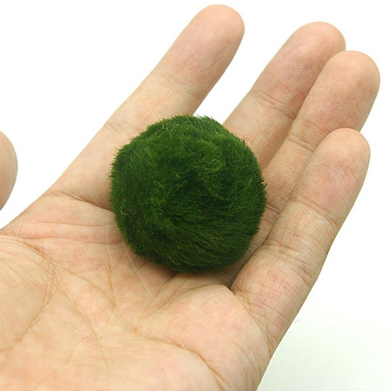 Marimo Moss Balls Live Aquariu - Aquarium Plant Rings ulasan dan harga