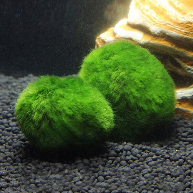 Marimo Moss Balls Live Aquariu - Aquarium Plant Rings ulasan dan harga