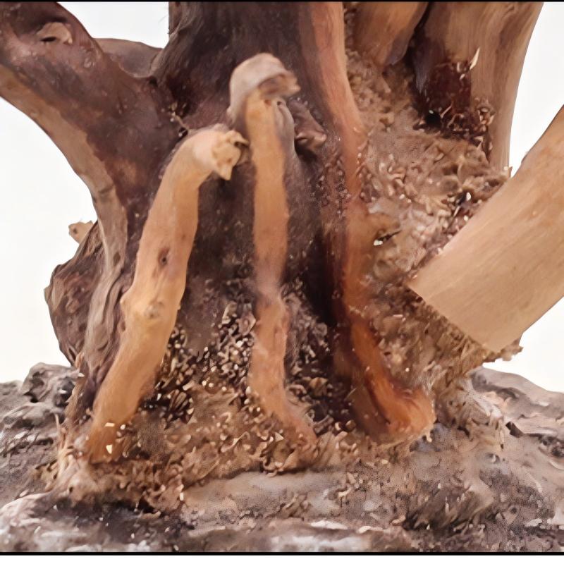 1PC Aquarium Landscaping Wood  - Planted Aquarium Media ulasan dan harga