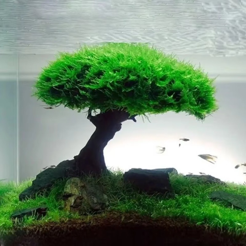 Fish Tank Plant Moss Tree Deco - Planted Aquarium Without Fish ulasan dan harga