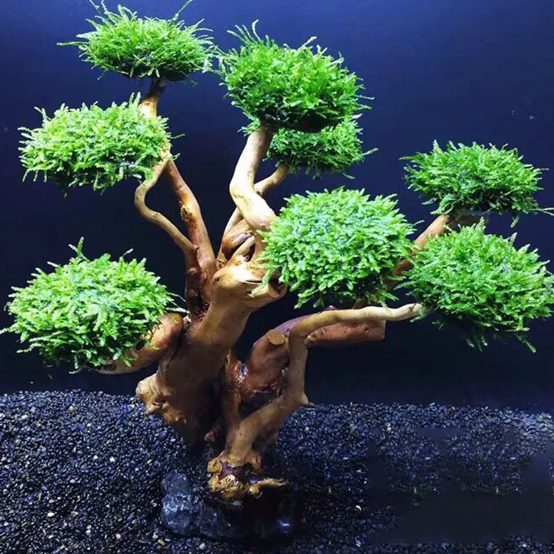 Fish Tank Plant Moss Tree Deco - Planted Aquarium Without Fish ulasan dan harga