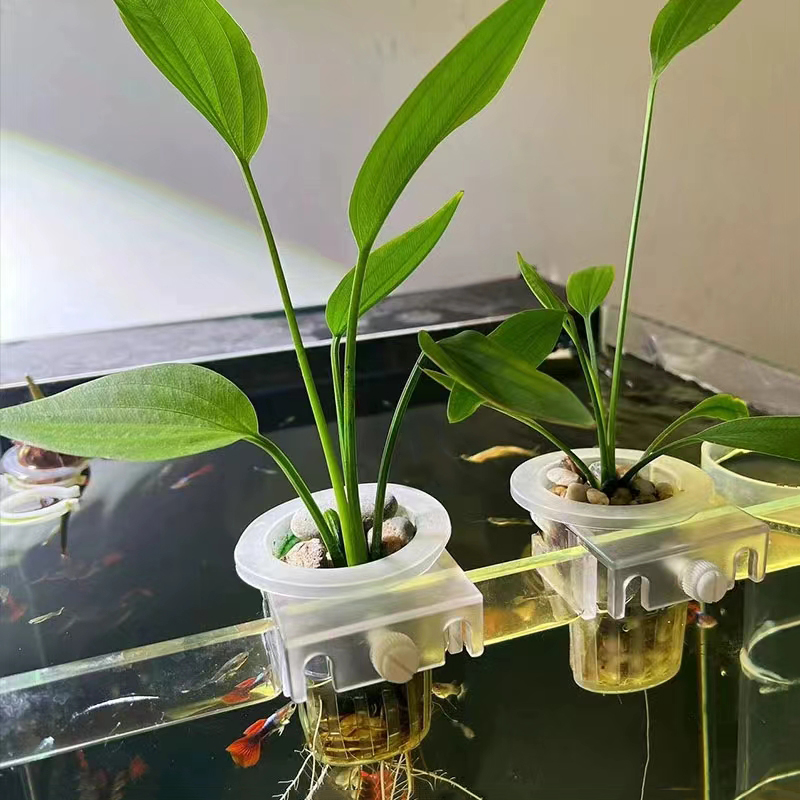 Aquarium Planting Basket Hydro - Aquarium Plant Rings ulasan dan harga